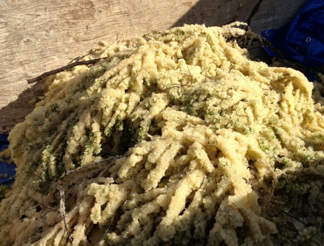 Thick roe on stringy algae or yaga (Egregia menziesii) 